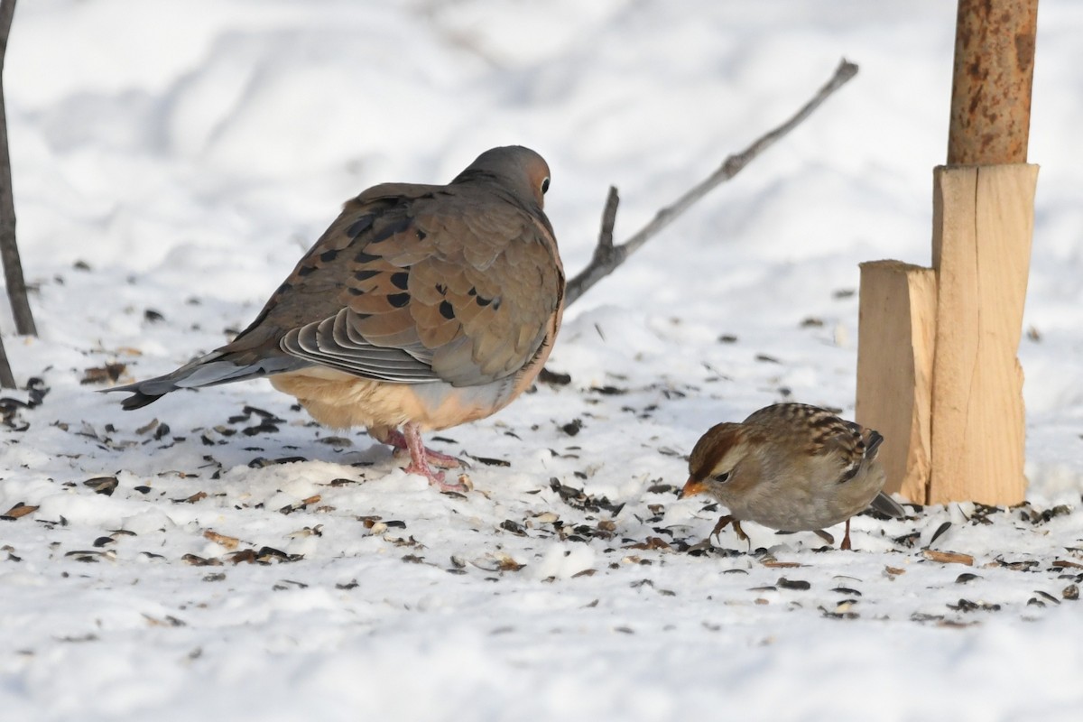 Porsuk Serçesi - ML647813432