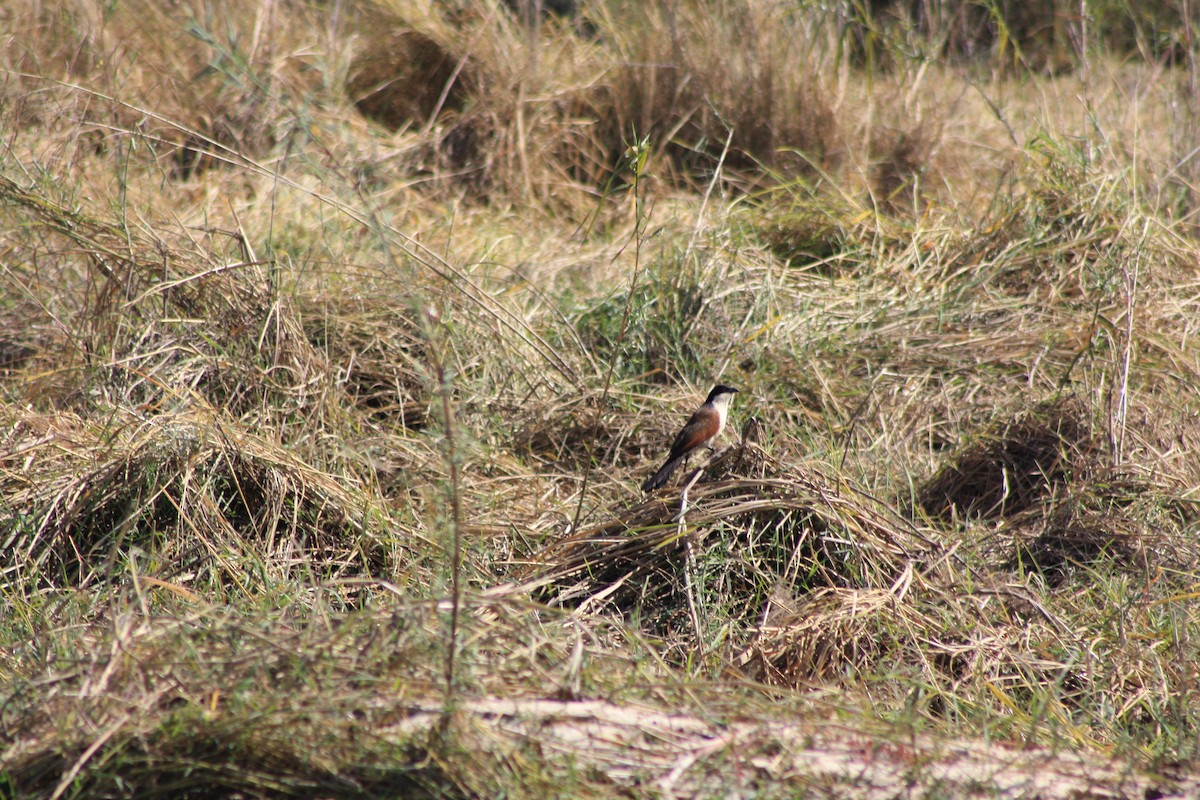 Coppery-tailed Coucal - ML647813436