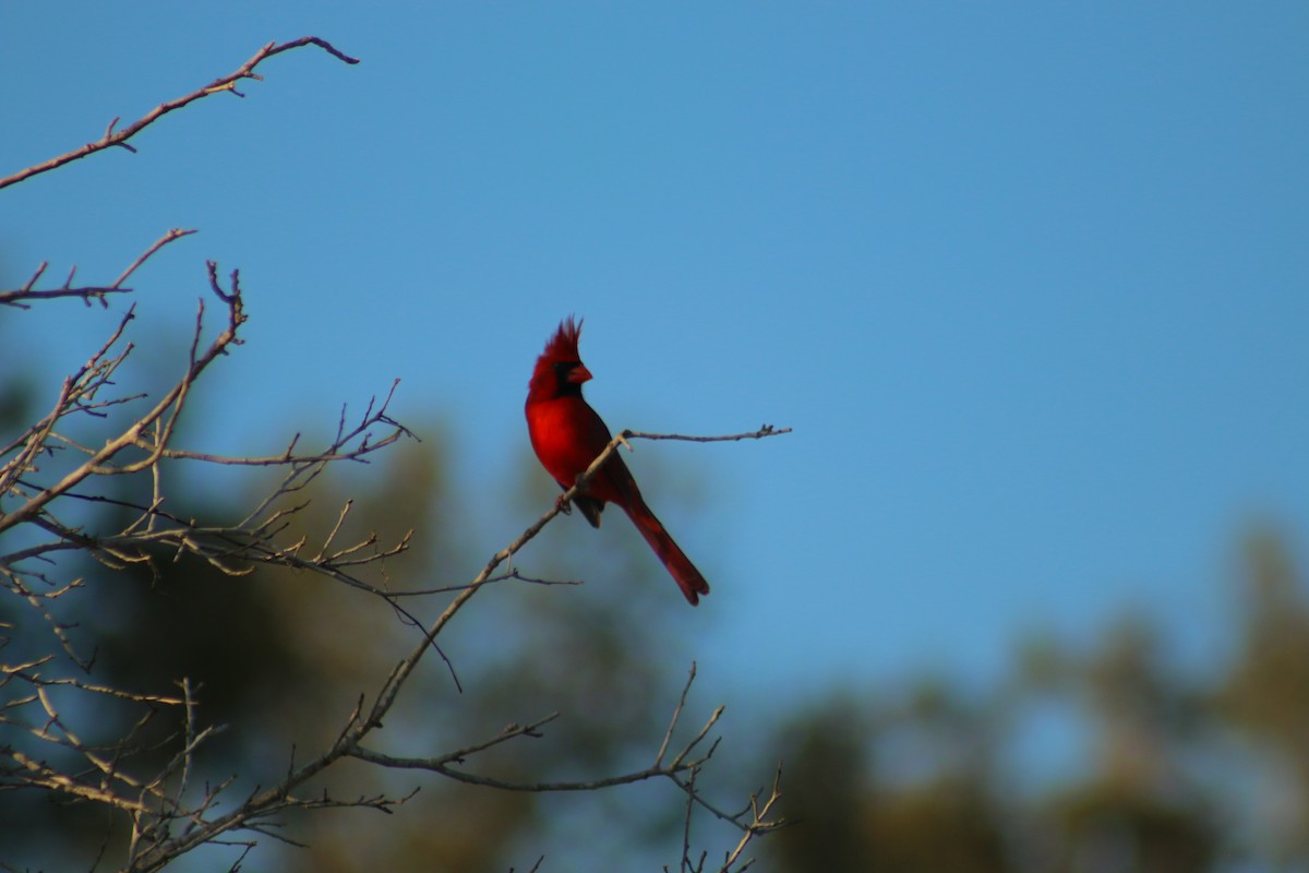 Northern Cardinal - ML647813446