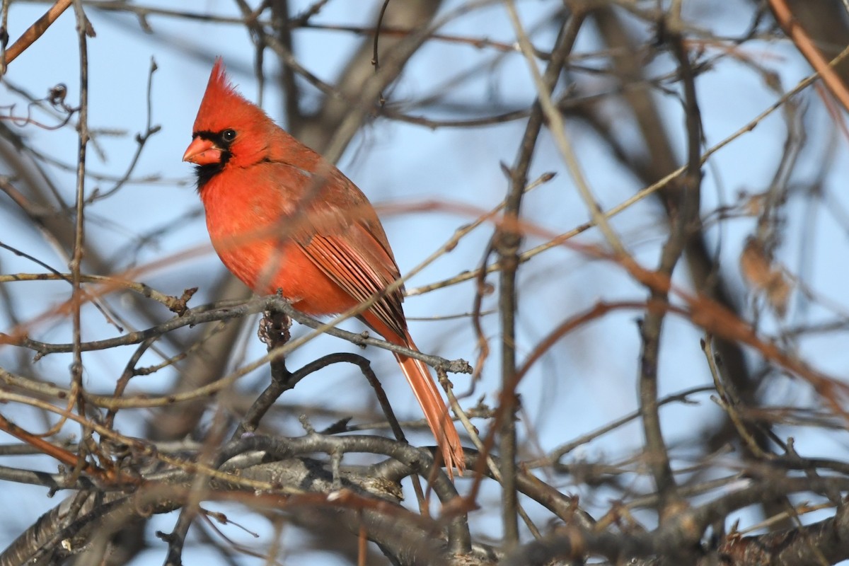 Northern Cardinal - ML647813448