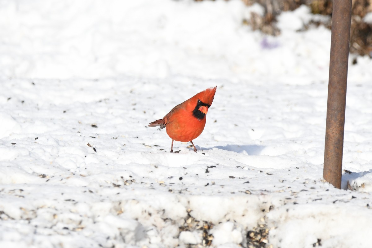 Northern Cardinal - ML647813449
