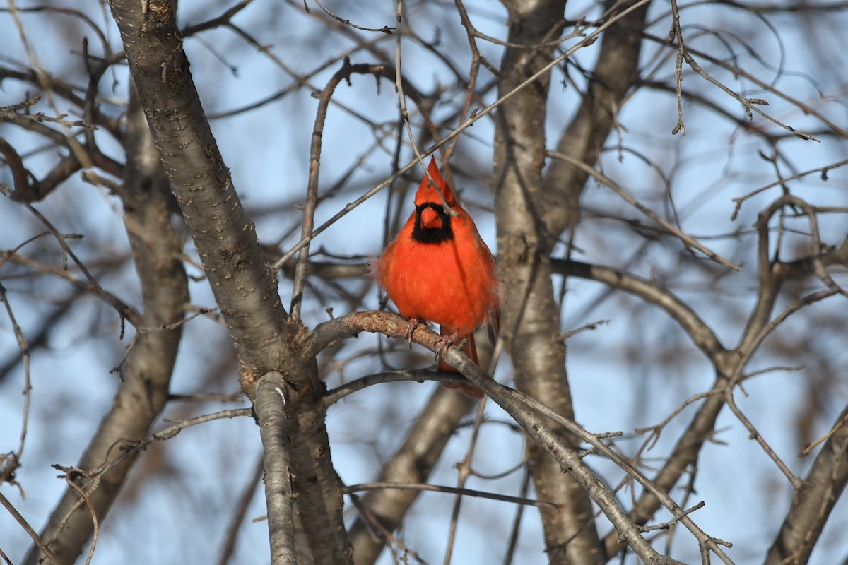 Northern Cardinal - ML647813450