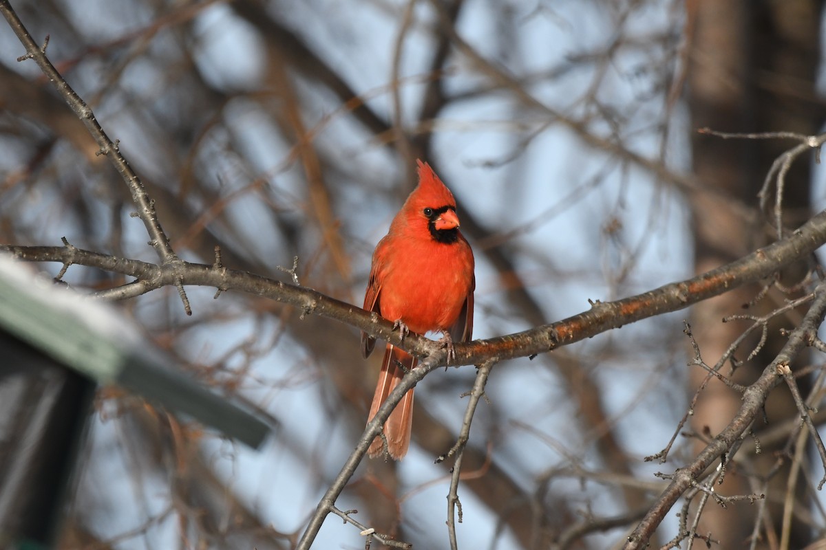 Northern Cardinal - ML647813451
