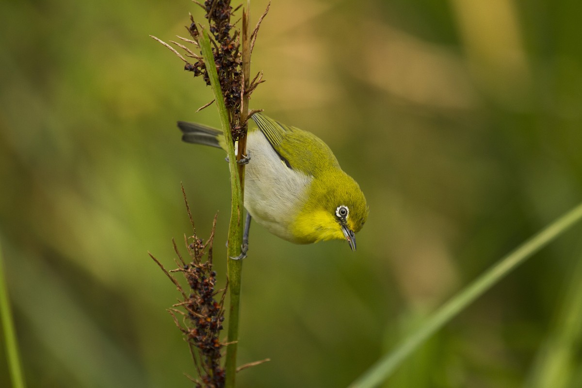 Окулярник японський - ML647813494