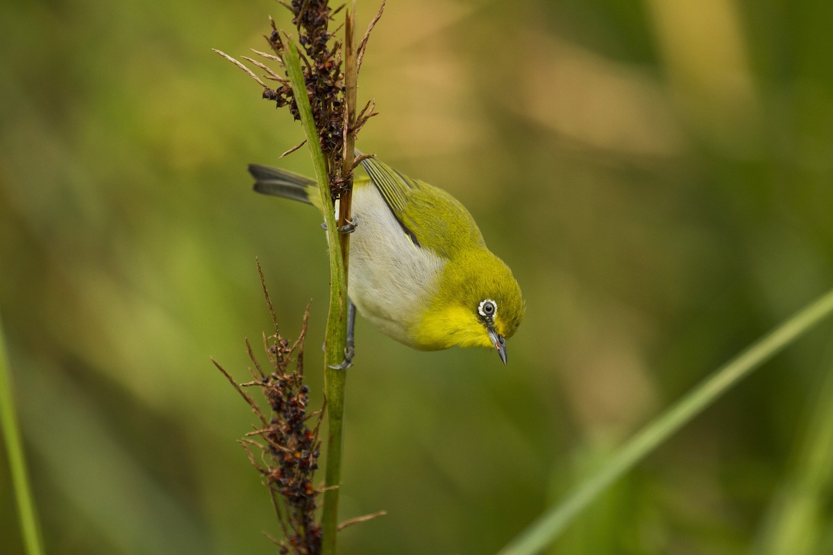 Окулярник японський - ML647813499