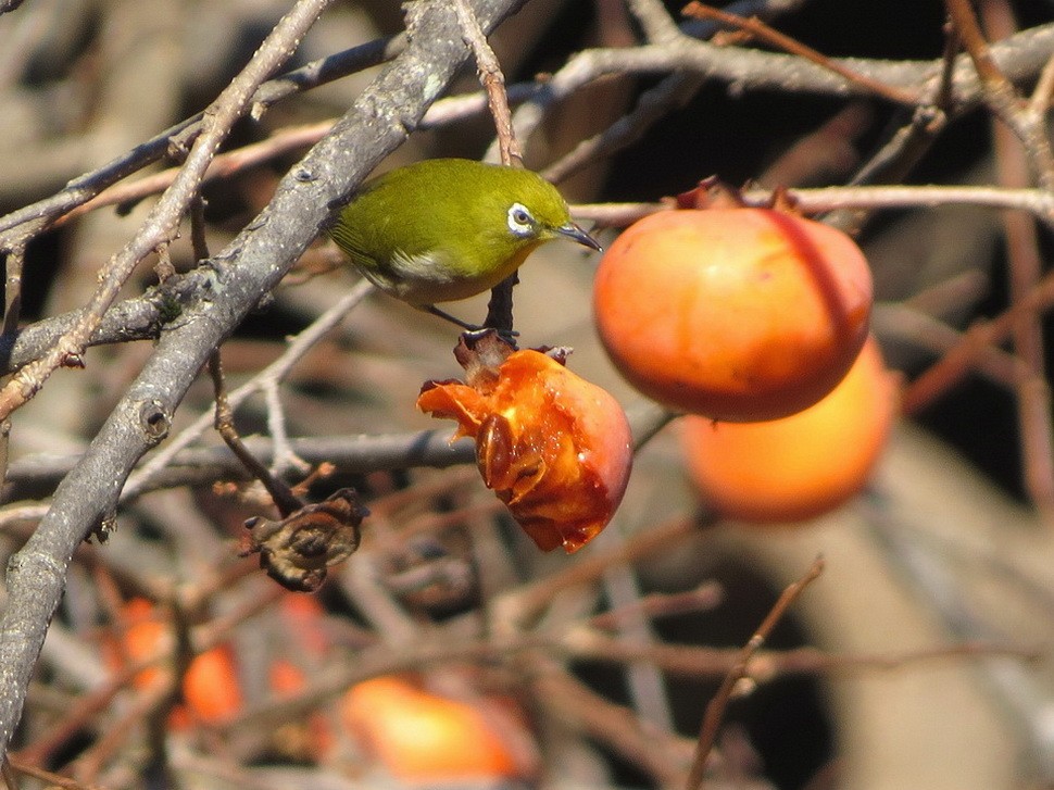 Окулярник японський - ML647813503