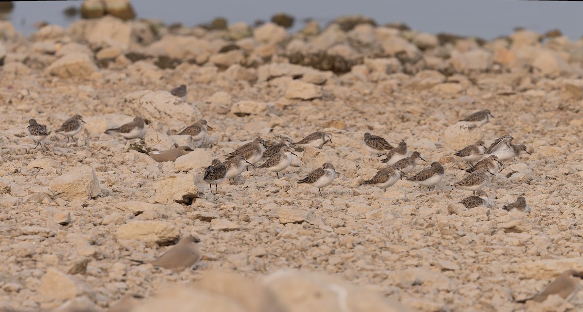 dvergsnipe - ML647813539