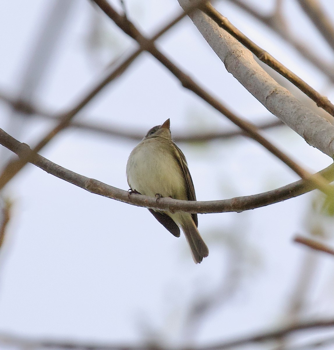 småempid - ML647813542