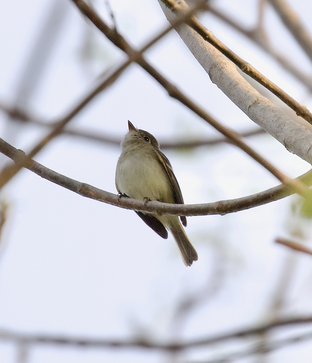 småempid - ML647813544