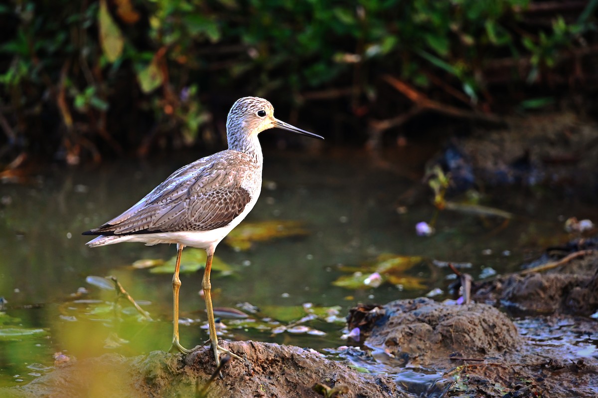 gluttsnipe - ML647813546