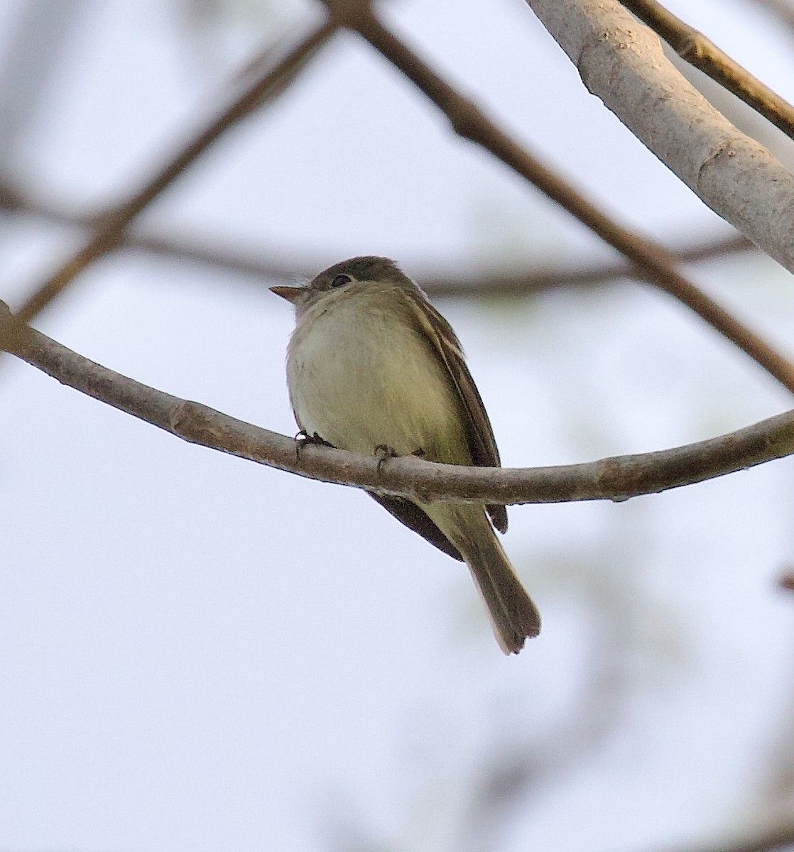 småempid - ML647813548