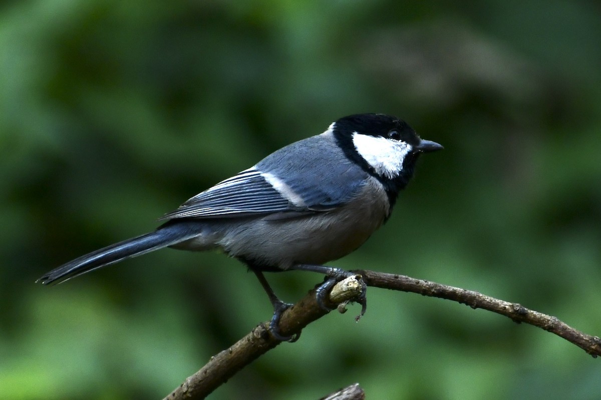 gråkjøttmeis - ML647813549