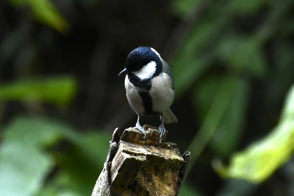 gråkjøttmeis - ML647813550