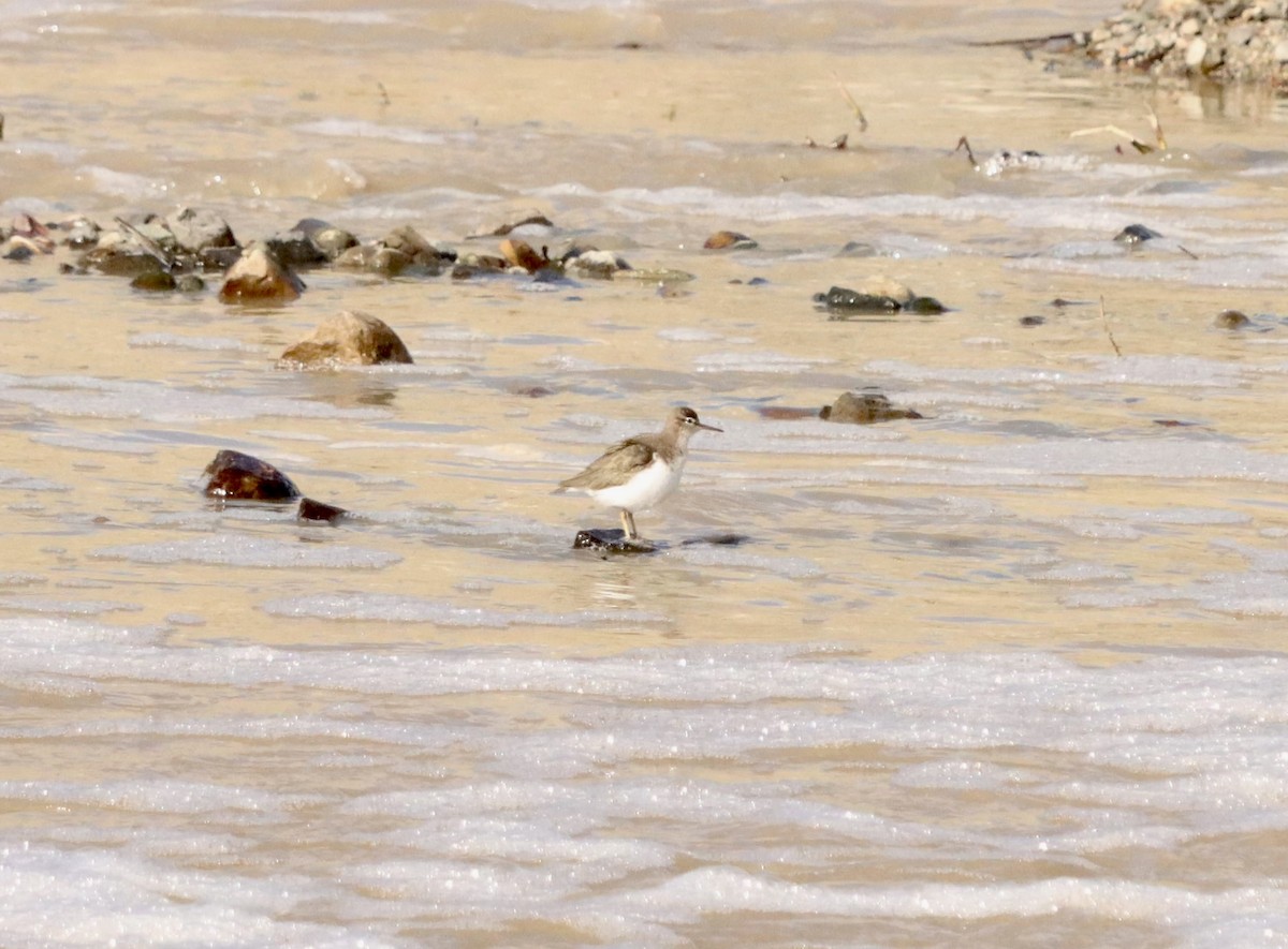 flekksnipe - ML647813551