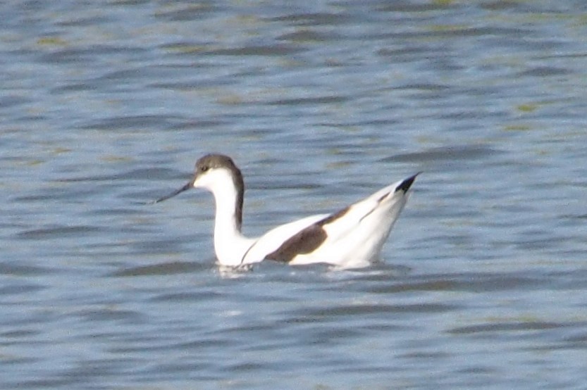 avosett - ML647813552