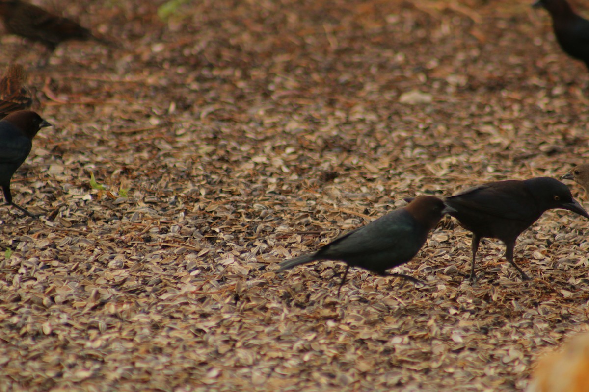 brunhodetrupial - ML647813553