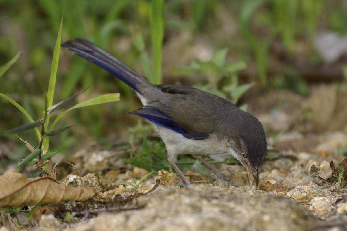 blåvingeminla - ML647813554