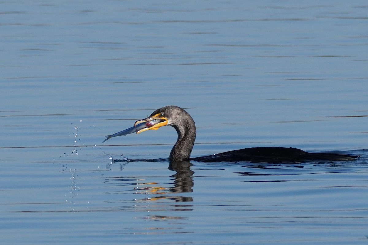 totoppskarv - ML647813555