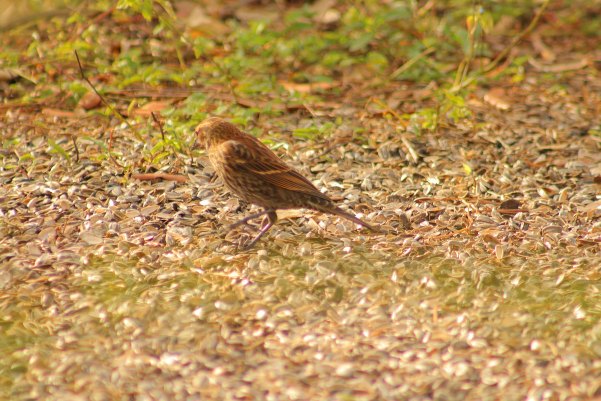 rødvingetrupial - ML647813557