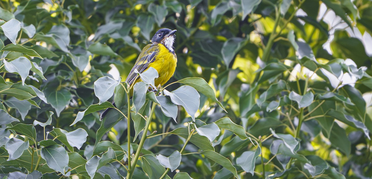 gullplystrer - ML647813558