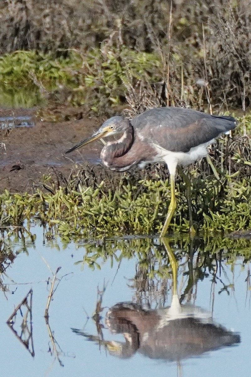 prakthegre - ML647813560