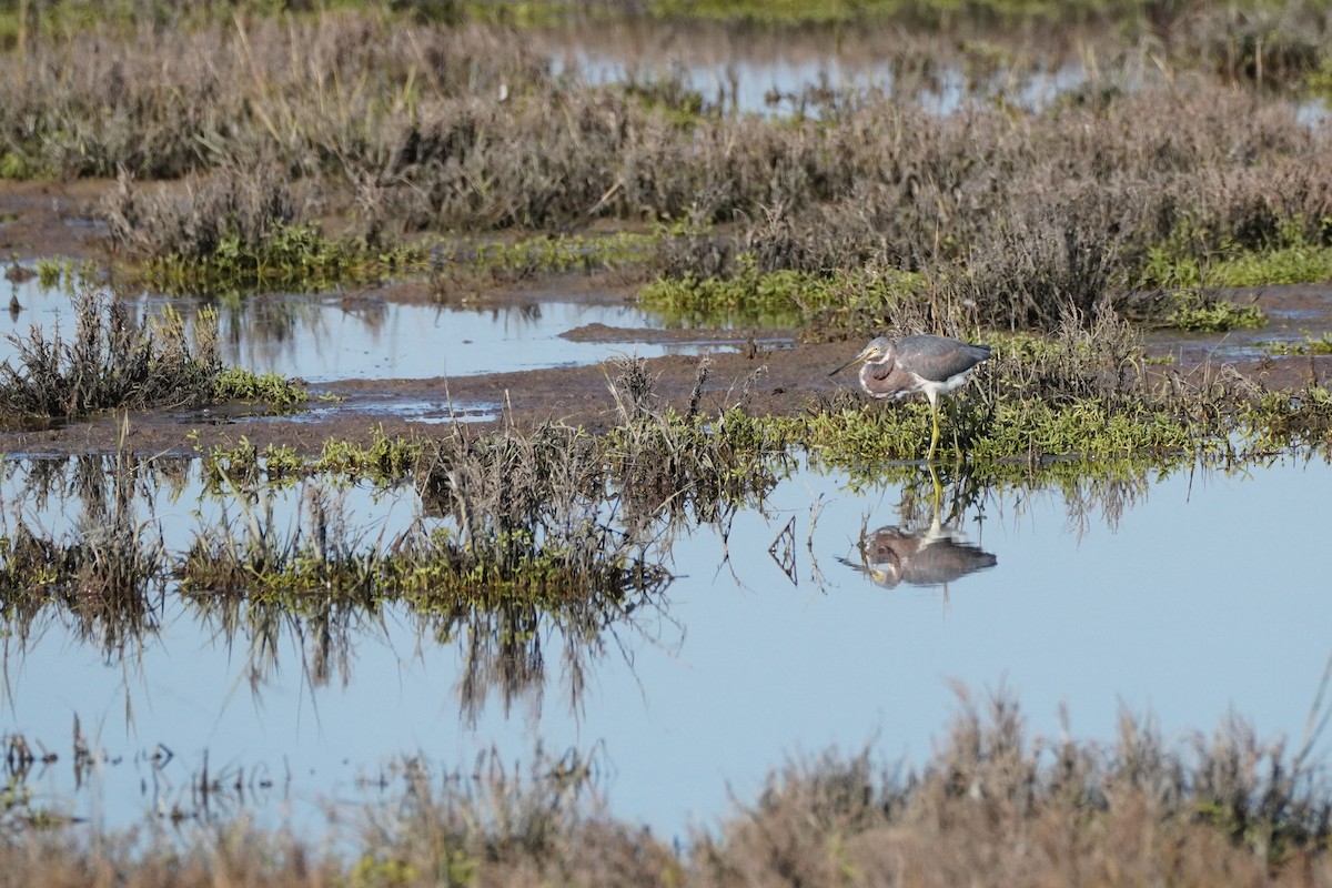 prakthegre - ML647813561