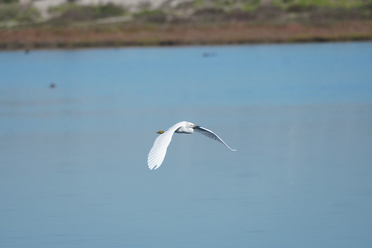 snøhegre - ML647813562