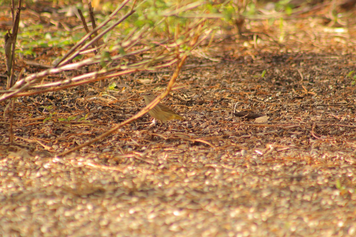 myrparula - ML647813563