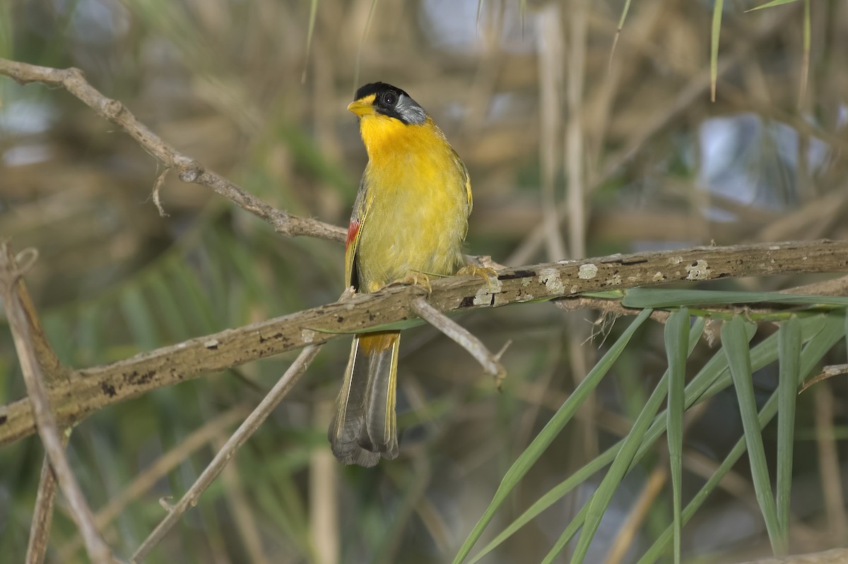 sølvøretimal - ML647813566