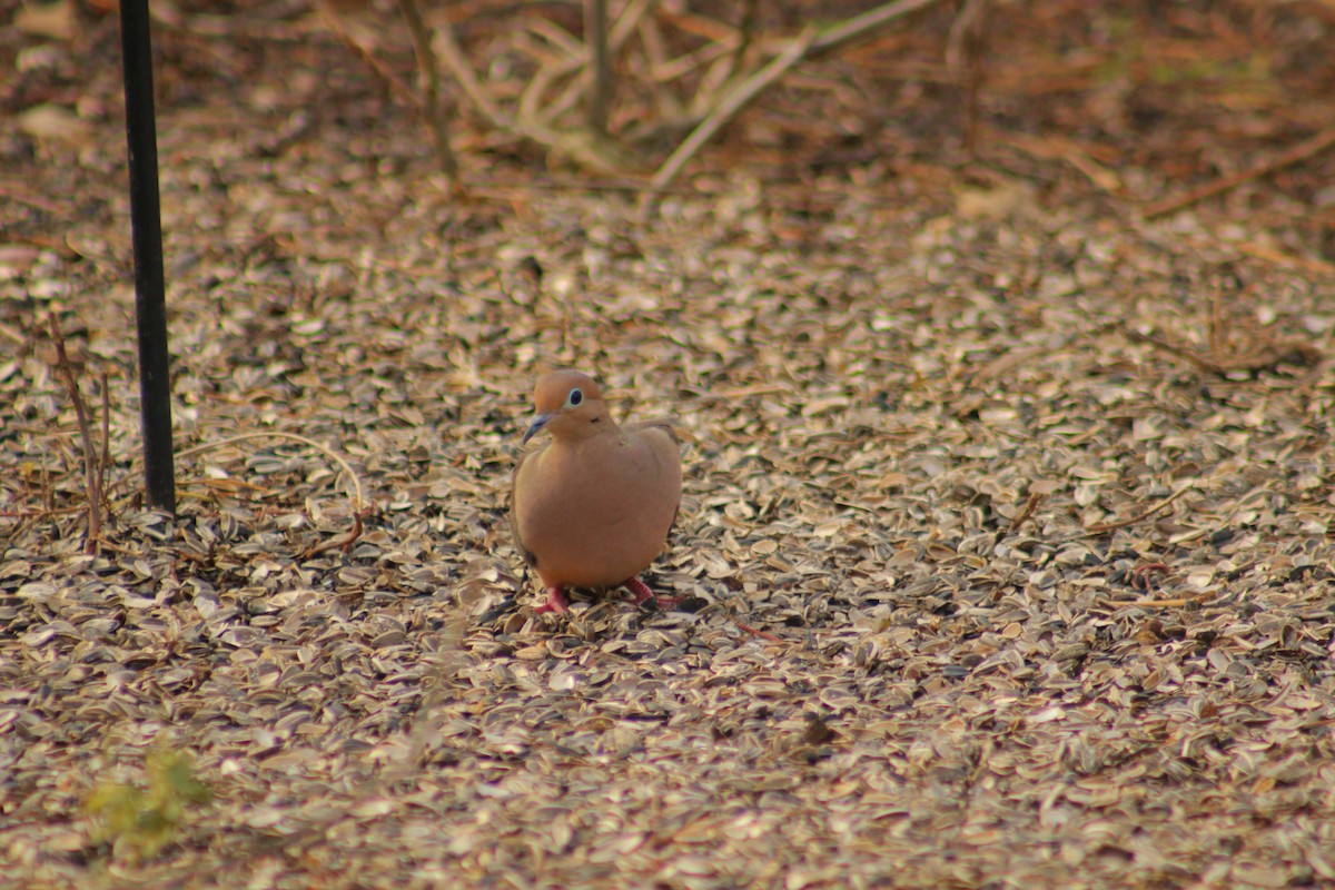 sørgedue - ML647813567