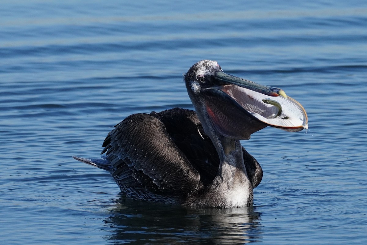 brunpelikan - ML647813569