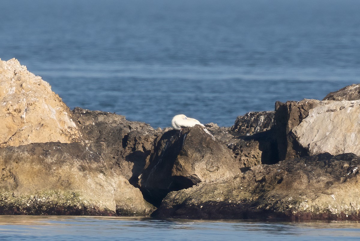 Red-footed Booby - ML647813592