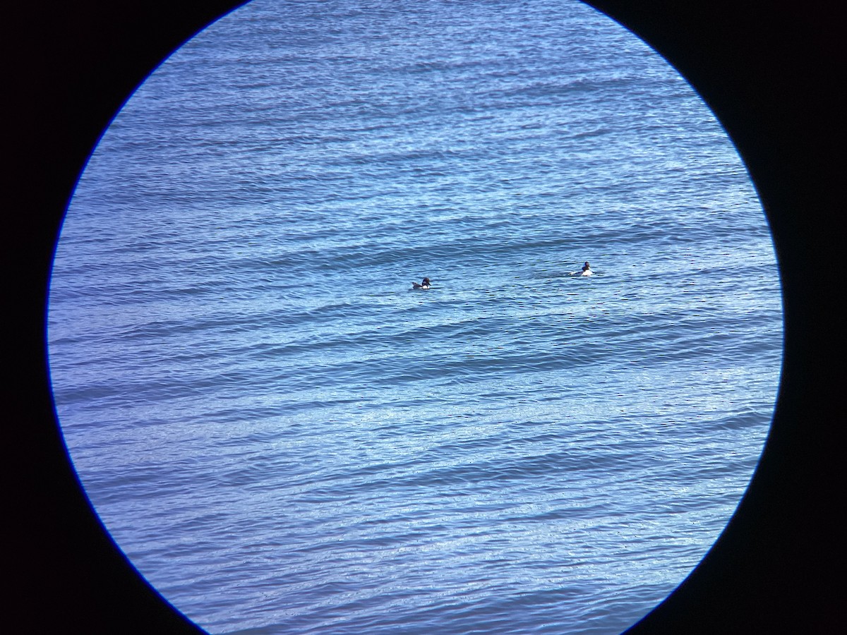 Гоголь-головастик - ML647813598