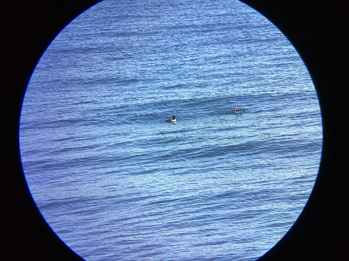 Гоголь-головастик - ML647813599