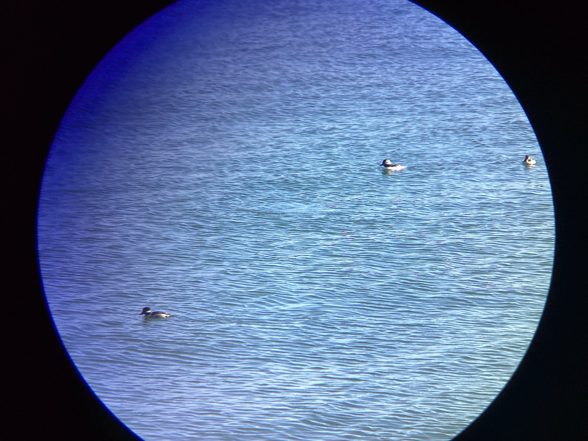 Гоголь-головастик - ML647813600