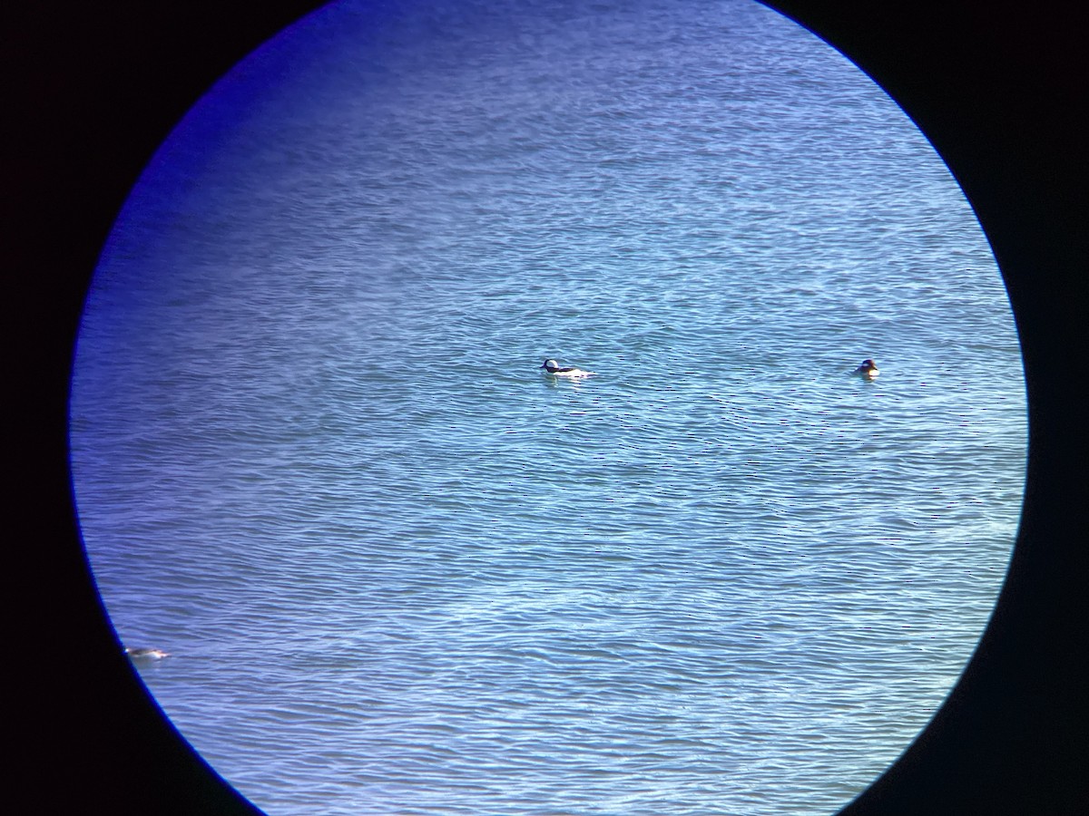 Гоголь-головастик - ML647813601