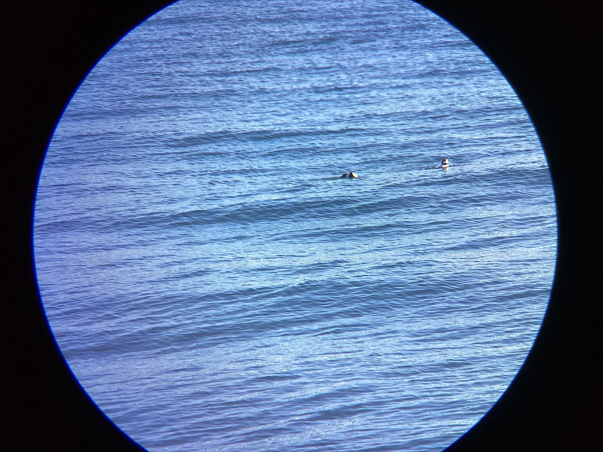 Гоголь-головастик - ML647813602