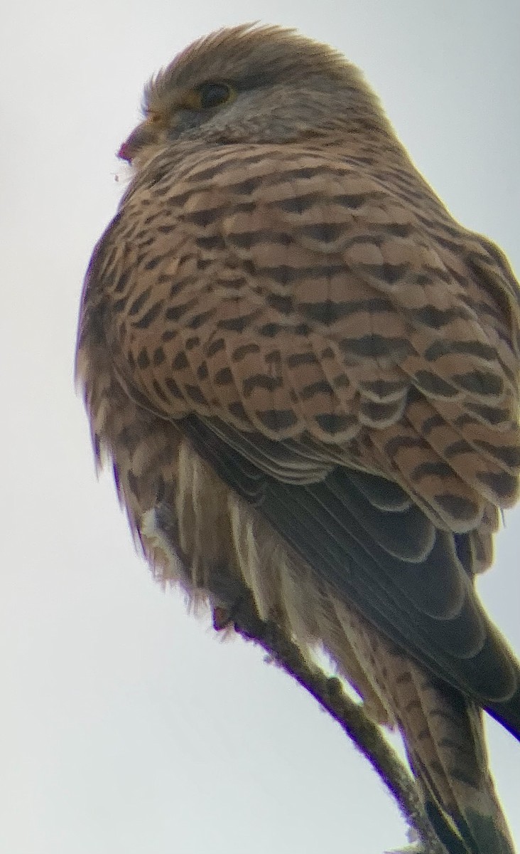 Eurasian Kestrel - ML647813619