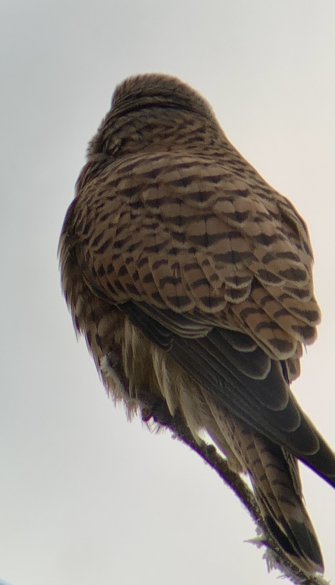 Eurasian Kestrel - ML647813620
