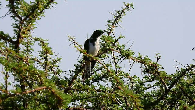 Klaas's Cuckoo - ML647813621