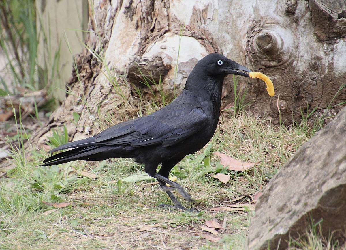 Little Raven - ML647813622