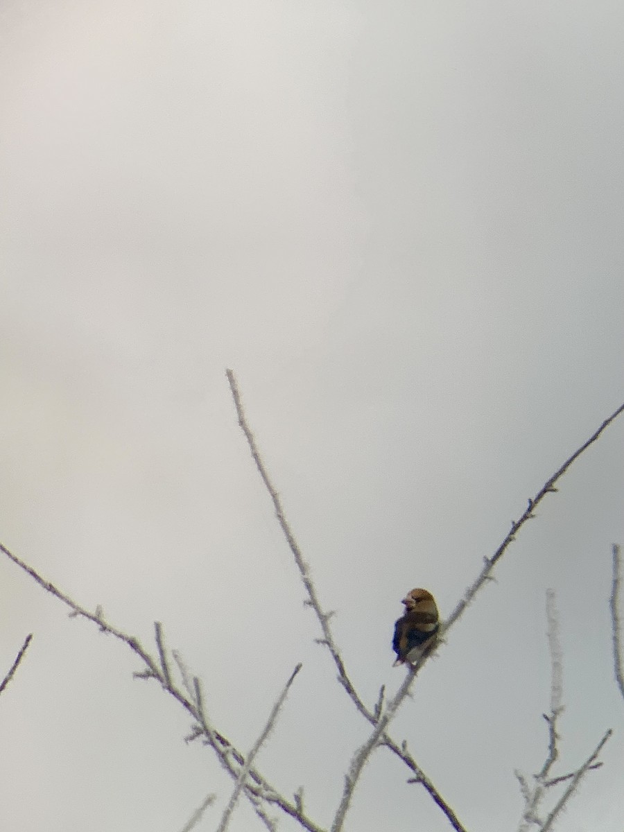 Hawfinch - ML647813624