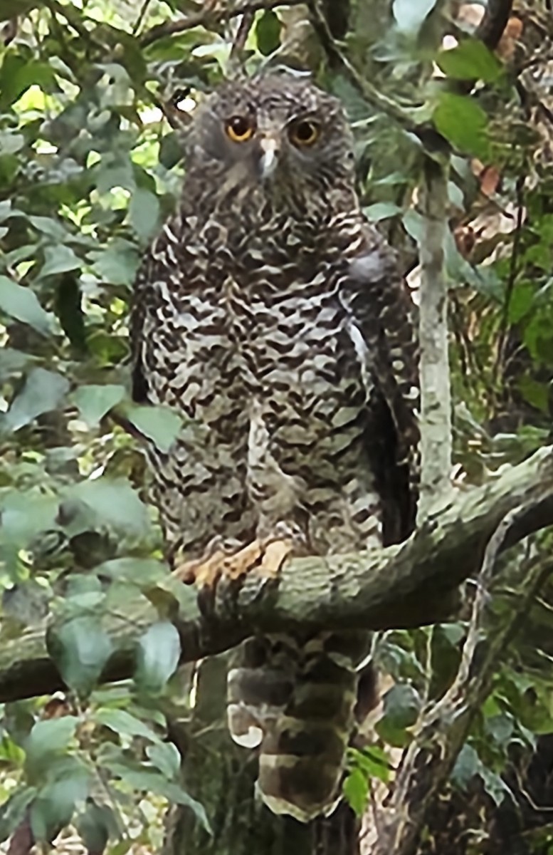 Powerful Owl - ML647813625