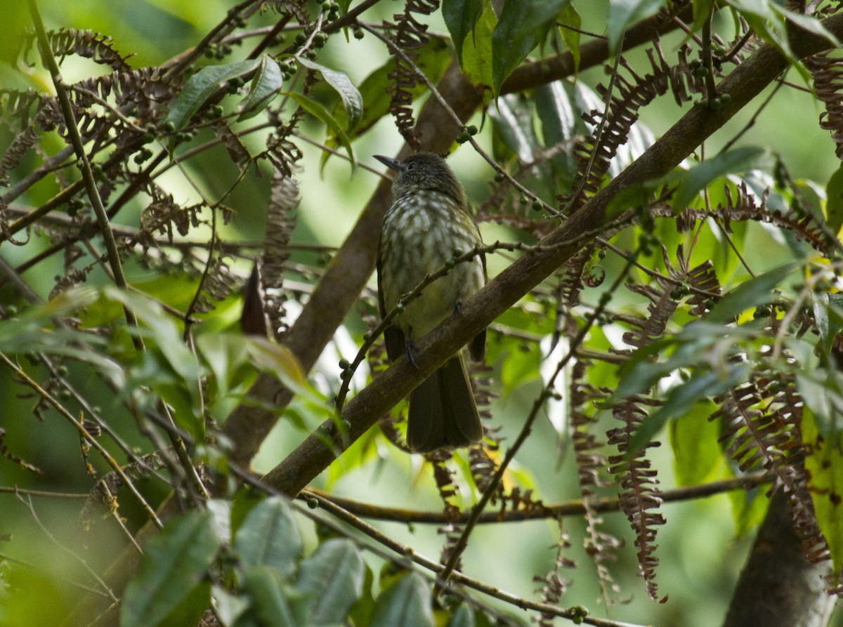 Javan Bulbul - ML647813629