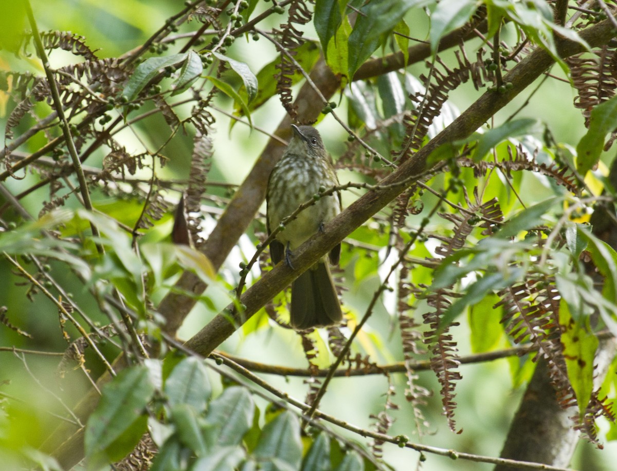 Javan Bulbul - ML647813630