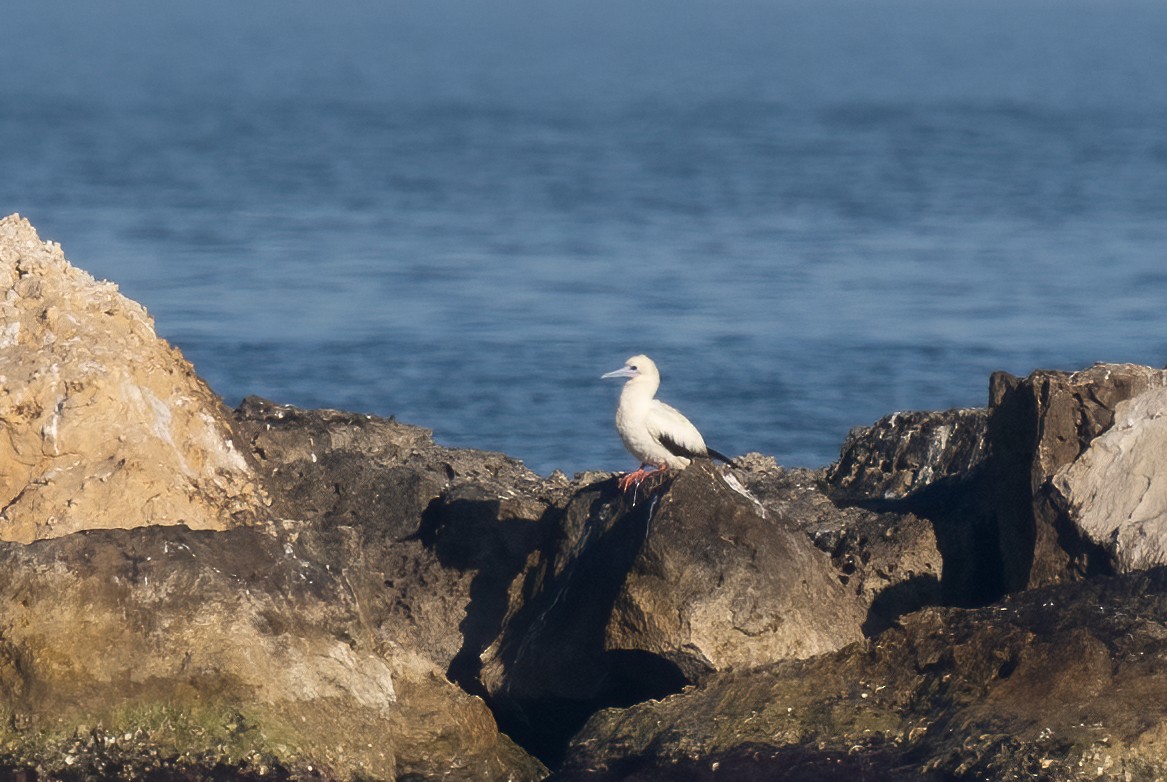 Red-footed Booby - ML647813638