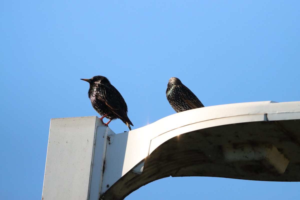 European Starling - ML647813656