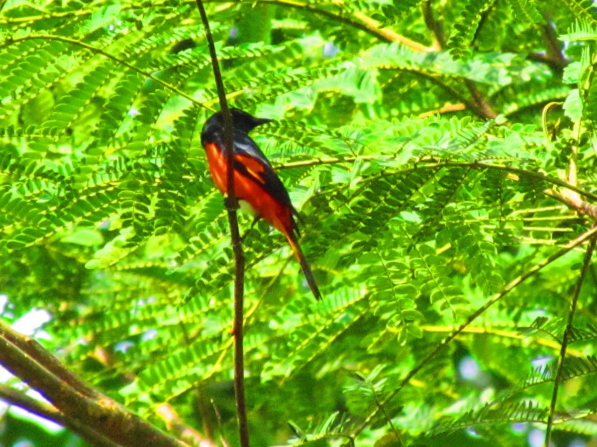 Fiery Minivet - ML647813658