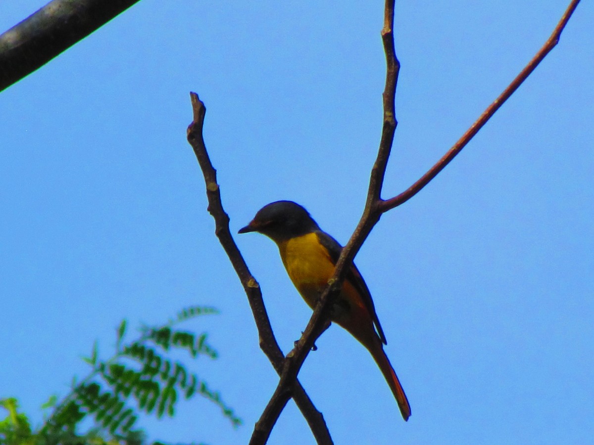 Fiery Minivet - ML647813659