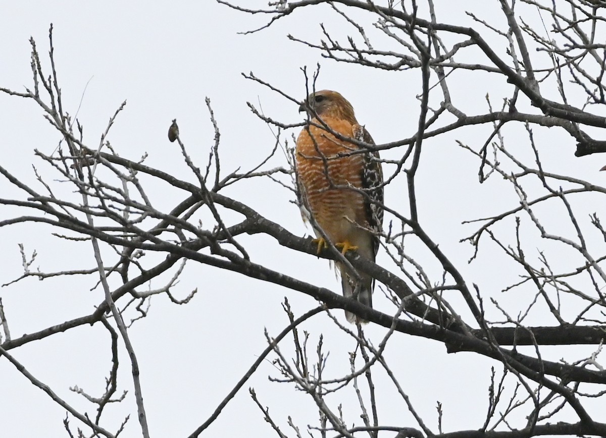 Red-shouldered Hawk - ML647813660